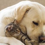 More information about caring a pet dog